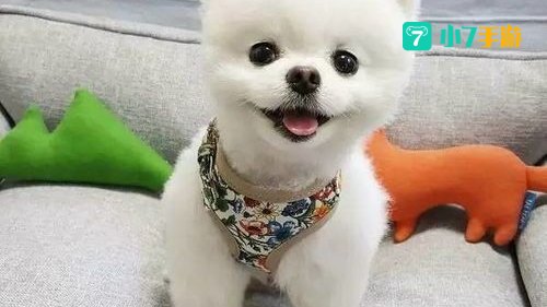 跳跳犬哪里多