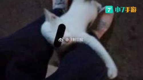 吸猫会所