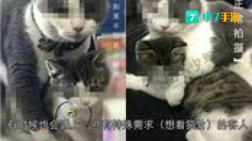 吸猫会所